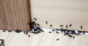 Residential ant infestation
