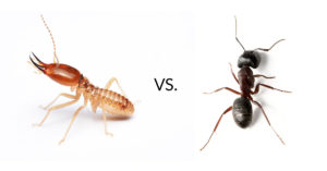 Termite or Carpenter Ant