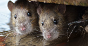 Closeup on the faces of two mice