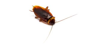 Closeup of a cockroach.