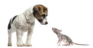 Beagle and Rat looking at each other
