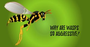 Why are wasps so aggressive?