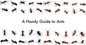 A Handy Guide to Ants