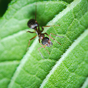 Ant Identification by Arrow Exterminating in Long Island