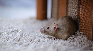 Online Webinar by Arrow Exterminating