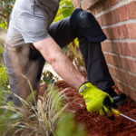 Termite Protection Plan By Arrow Exterminating in Long Island