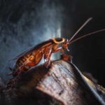Cockroach identification with Arrow Exterminating in Long Island