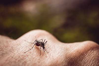 Mosquito identification in Long Island - Arrow Exterminating