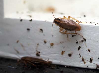 Learn the signs of a cockroach infestation with help from Arrow Exterminating in Long Island
