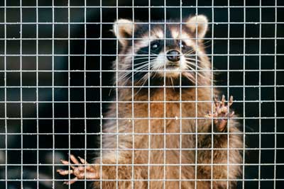 Wildlife exclusion services by Arrow Exterminating in Long Island
