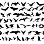 Silhouette of various birds and bats.