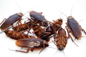 Small pile of cockroaches.