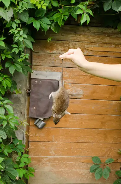 Person holding dead mouse from the tail - keep pests away from your home with Arrow Exterminating Company in NY