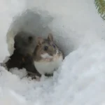 A rodent outside a burrow in the snow - keep pests away from your home with Arrow Exterminating Company in NY