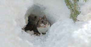 Mouse hiding in snow.