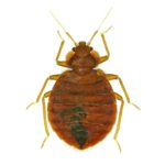 Closeup of translucent bed bug