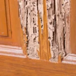 Damage to a wood cabinet in a kitchen caused by termites.