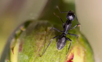 closeup of a little black ant crawling on a leaf
