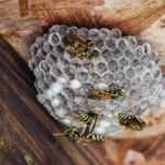 Wasps on a nest in the eves of a home.