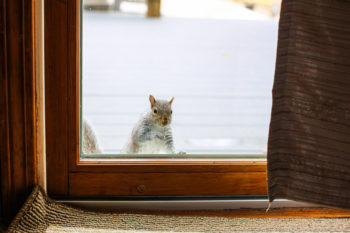 squirrel looking inside from porch