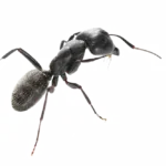 closeup of a black carpenter ant