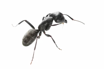 closeup of a black carpenter ant