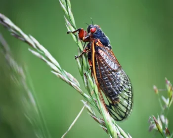 Closeup of Long Island NY cicada insect on green grass with red eyes