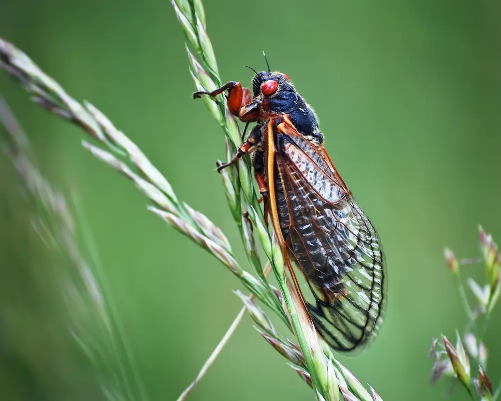 Closeup of Long Island NY cicada insect on green grass with red eyes