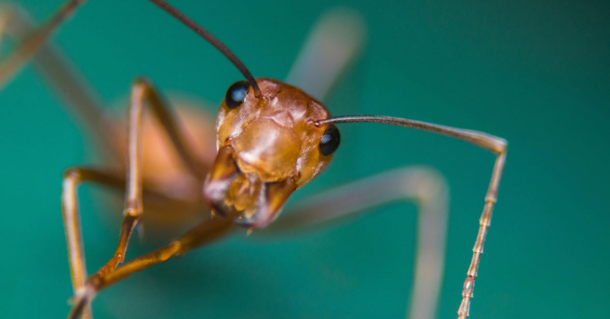 Closeup on an ant