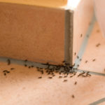 Ant swarm on tile floor