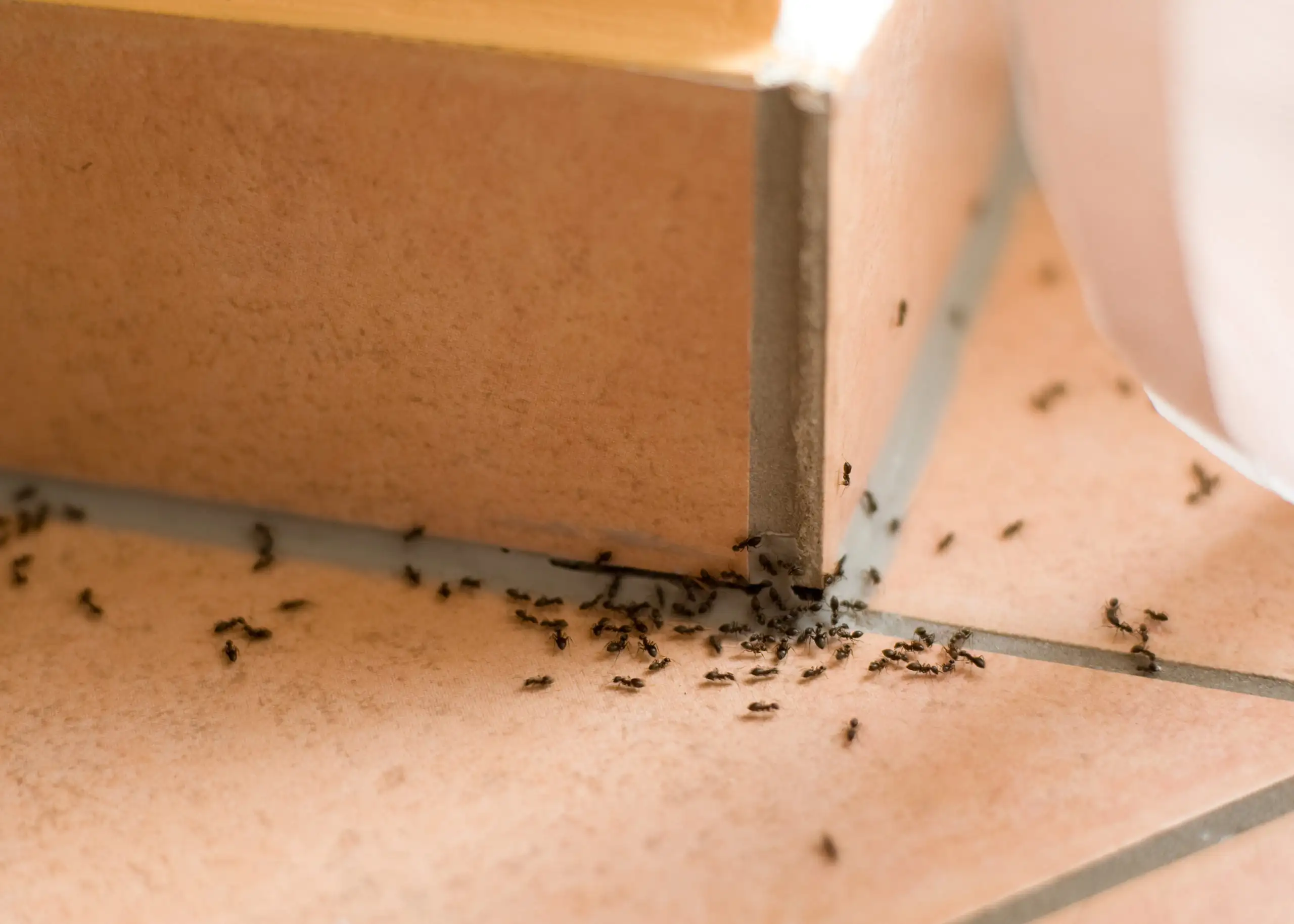 A cluster of ants on a kitchen floor - keep pests away from your home with Arrow Exterminating Company in NY