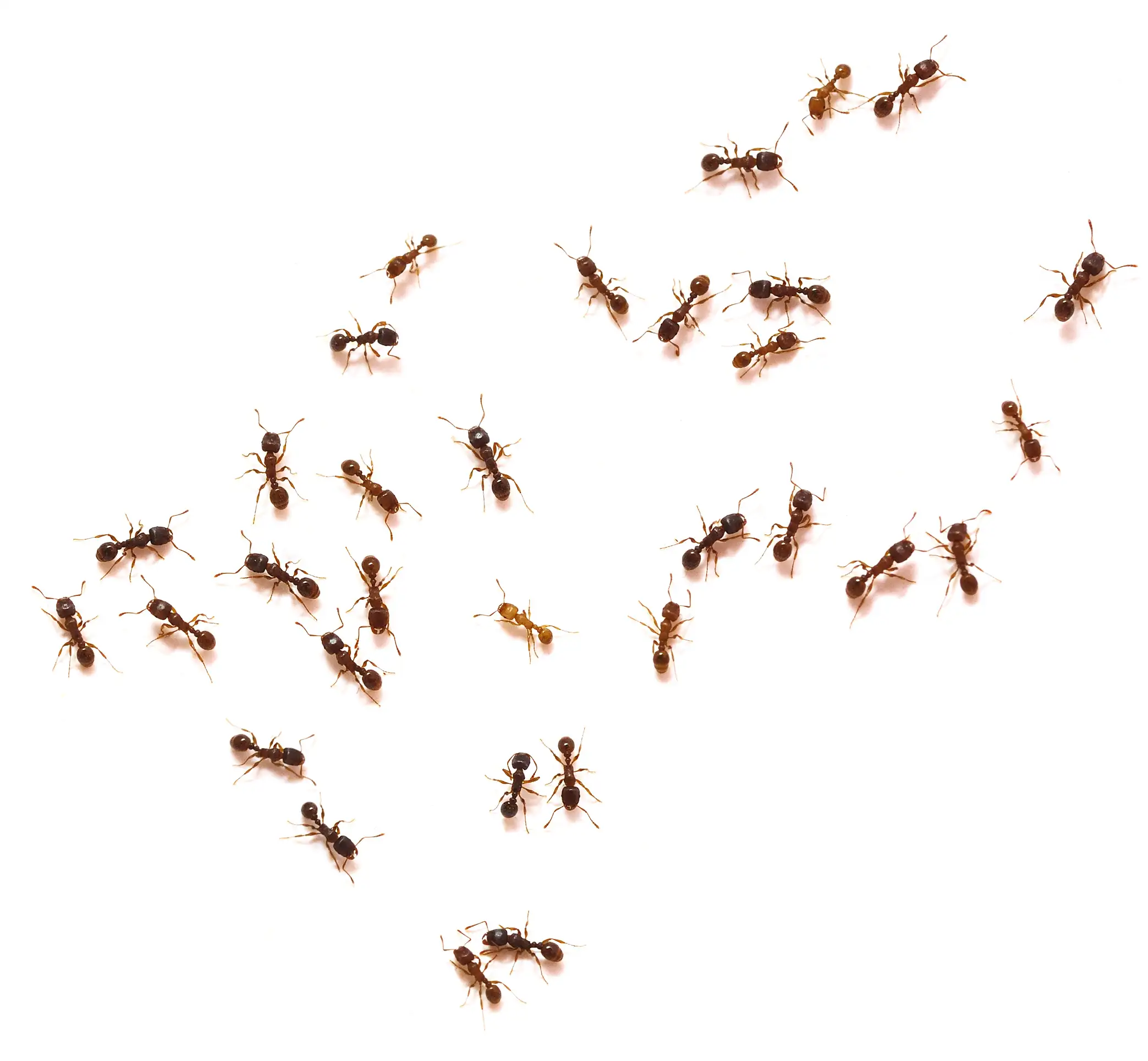 A cluster of ants on a white background - keep pests away from your home with Arrow Exterminating Company in NY