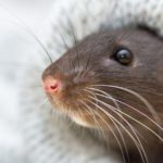 A brown rat in a knit blanket