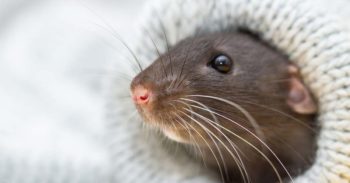 A brown rat in a knit blanket