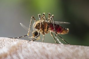 Closeup of mosquito on skin.