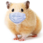 Rodent in blue face mask