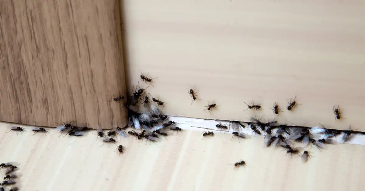A cluster of ants crawling from under a door - keep pests away from your home with Arrow Exterminating Company in NY