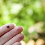 A tick on a person's finger - keep pests away from your home with Arrow Exterminating Company in NY