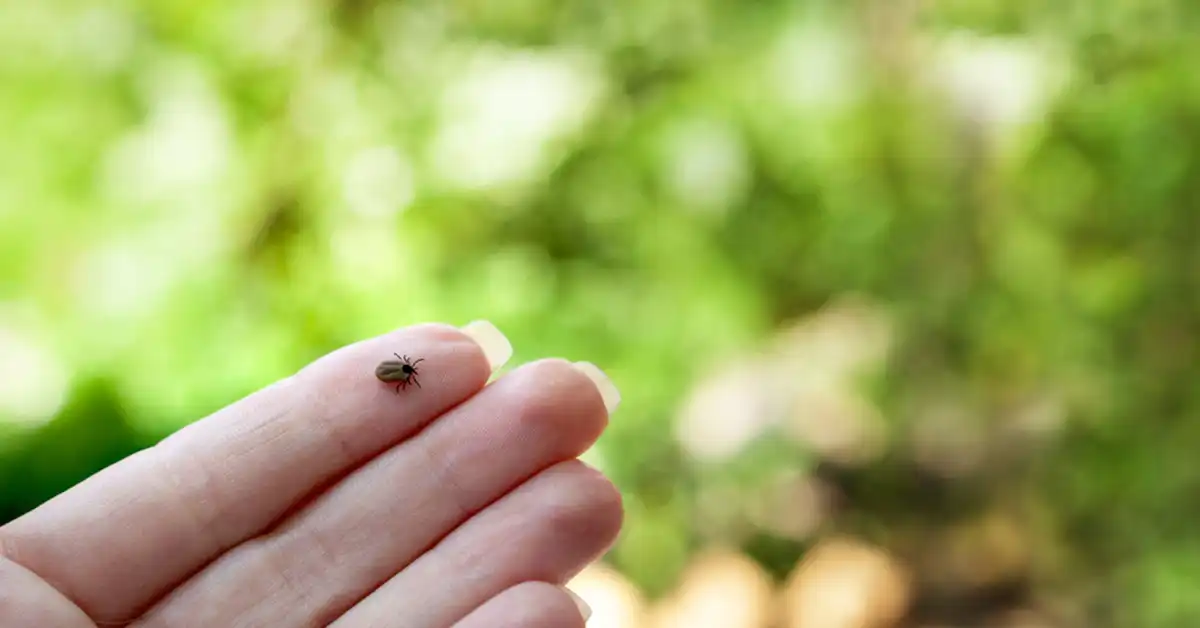 A tick on a person's finger - keep pests away from your home with Arrow Exterminating Company in NY