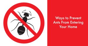 Ways to prevent ants from entering your home.