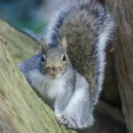 Squirrel on a tree branch - keep pests away from your home with Arrow Exterminating Company in NY