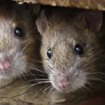 A pair of rodents peaking from a burrow - keep pests away from your home with Arrow Exterminating Company in NY