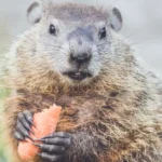 A gopher holding a chunk of wood - keep pests away from your home with Arrow Exterminating Company in NY