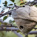 A bee's nest in a tree - keep pests away from your home with Arrow Exterminating Company in NY