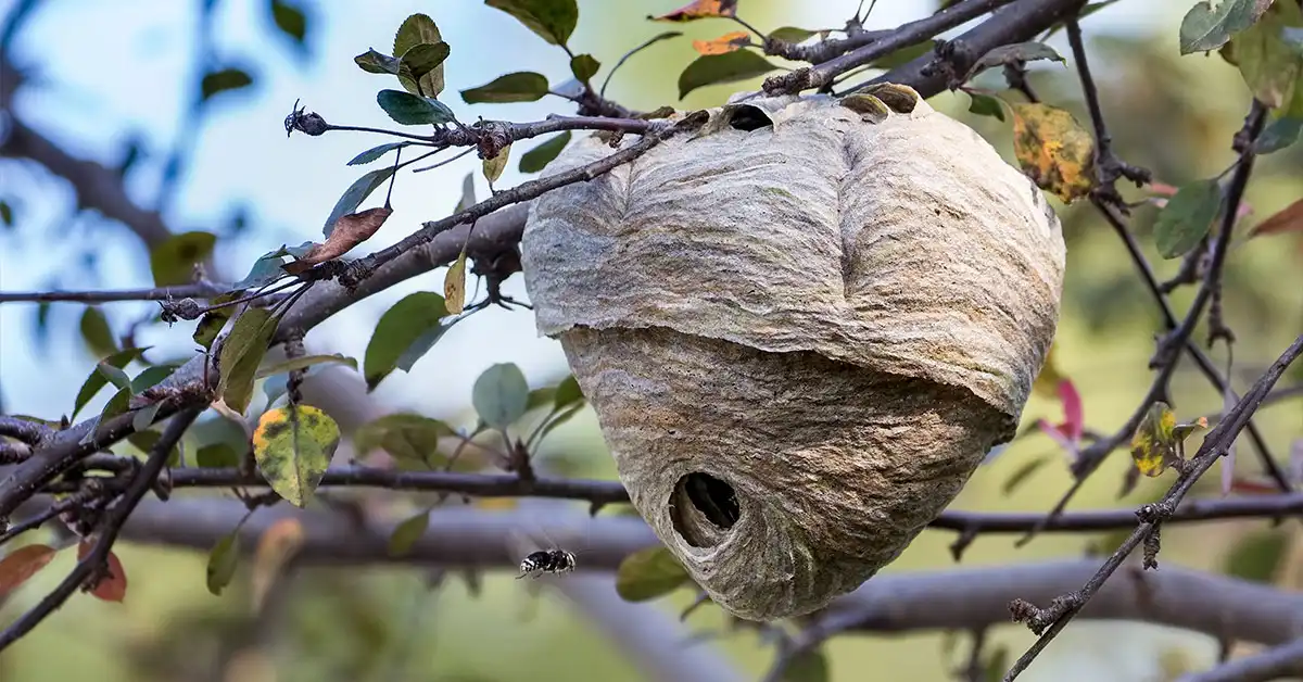 A bee's nest in a tree - keep pests away from your home with Arrow Exterminating Company in NY