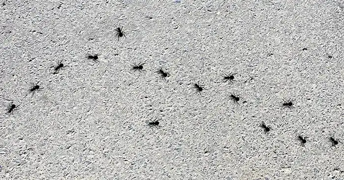 A cluster of black ants in a line - keep pests away from your home with Arrow Exterminating Company in NY