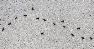 Pavement Ants walking on concrete.