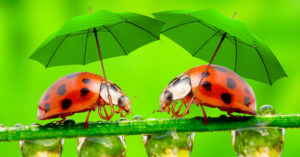 Ladybugs holding green umbrellas.