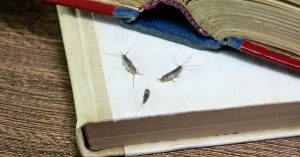 Three silverfish on top of a book.