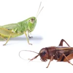 Green cricket and brown cricket on a white background - keep pests away from your home with Arrow Exterminating Company in NY